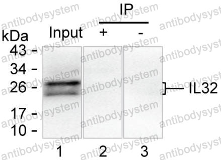 Anti-IL32 Antibody (R3G53)