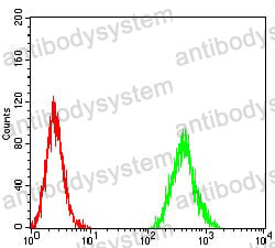 Anti-CCND1 Antibody (R3G54)