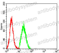 Anti-CCND1 Antibody (R3G55)