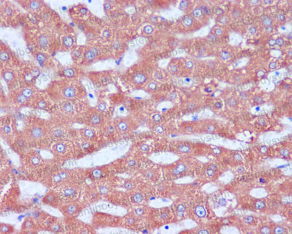 Anti-KDEL (Lys-Asp-Glu-Leu) Antibody (R1A68)