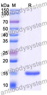 Anti-Human CD124/IL4R/IL-4Rα Nanobody (SAA1420)