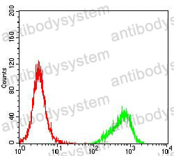 Anti-CCNE1 Antibody (R3G58)