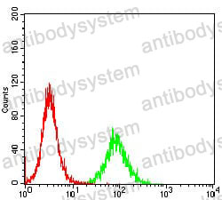 Anti-CCNE1 Antibody (R3G59)