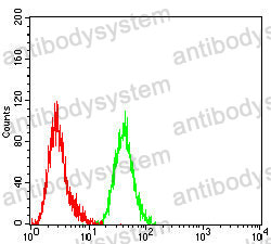 Anti-CCNE1 Antibody (R3G60)