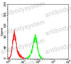 Anti-CCNE1 Antibody (R3G61)