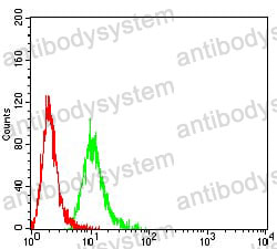 Anti-POLR2A Antibody (R3G62)