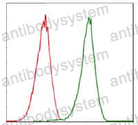 Anti-CDK2 Antibody (R3G63)