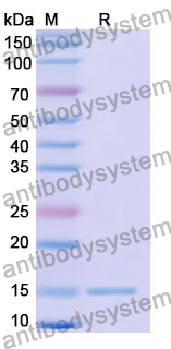 Anti-Human HRH2 Nanobody (SAA0994)