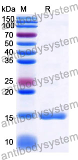 Anti-Human CD182/CXCR2 Nanobody (SAA1360)