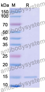 Anti-Human LMO2 Nanobody (SAA1172)