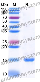 Anti-Human LMO2 Nanobody (SAA0919)