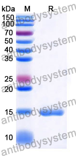 Anti-Human CD40/TNFRSF5 Nanobody (SAA1164)