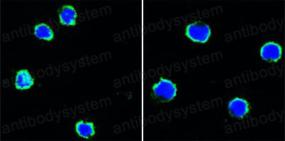 Anti-CD40/TNFRSF5 Antibody (R3G89)