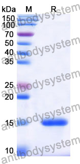 Anti-Human CD49c/ITGA3 Nanobody (SAA1303)