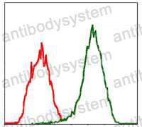 Anti-MSN Antibody (R3H02)