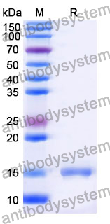 Anti-Human CD123/IL3RA Nanobody (SAA1297)