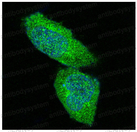 Anti-ERK1/2 Antibody (R1C13)