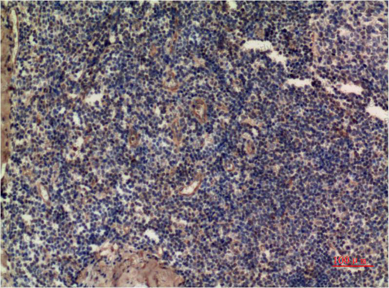 Anti-MAPK3/ERK1 Antibody (R3H27)
