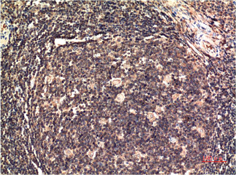 Anti-MAPK3/ERK1 Antibody (R3H28)