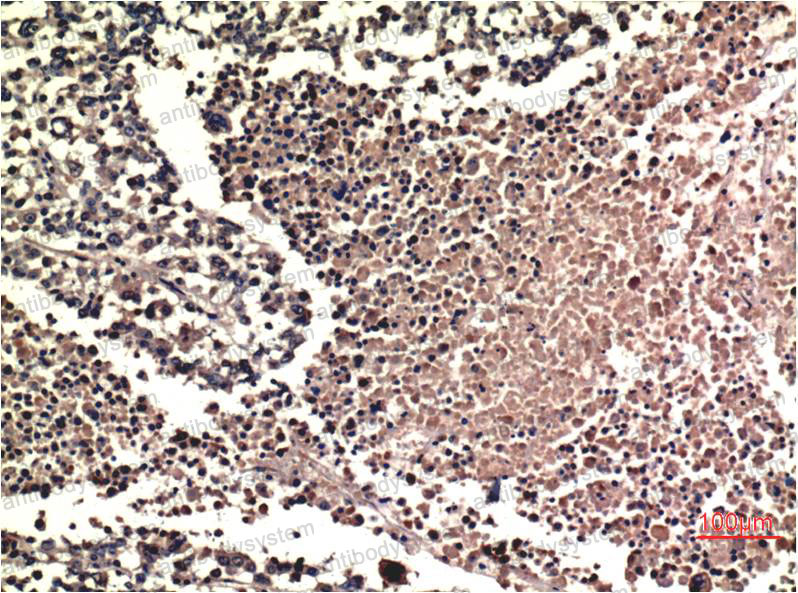 Anti-ERK1/2 Antibody (R3H30)