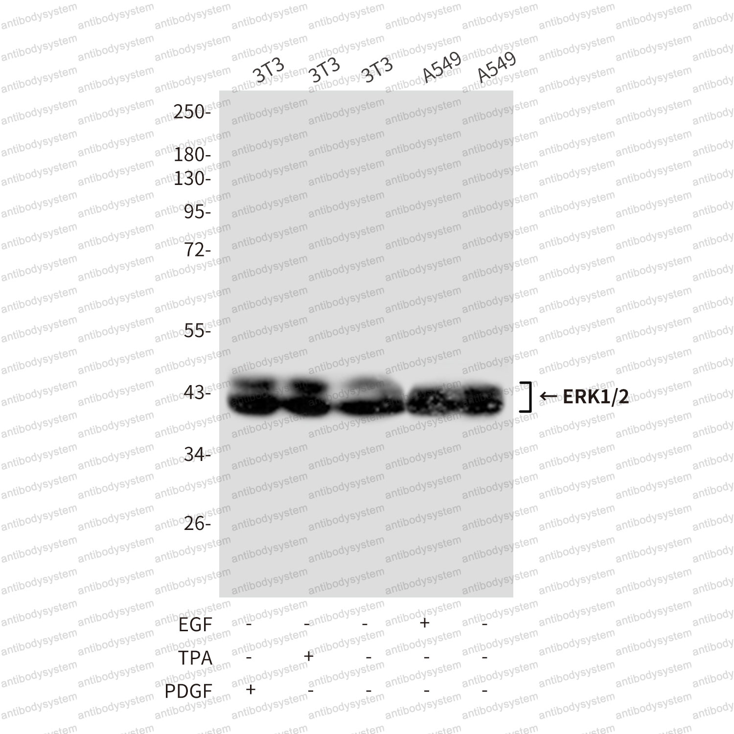 Anti-ERK1/2 Antibody (R3H32)