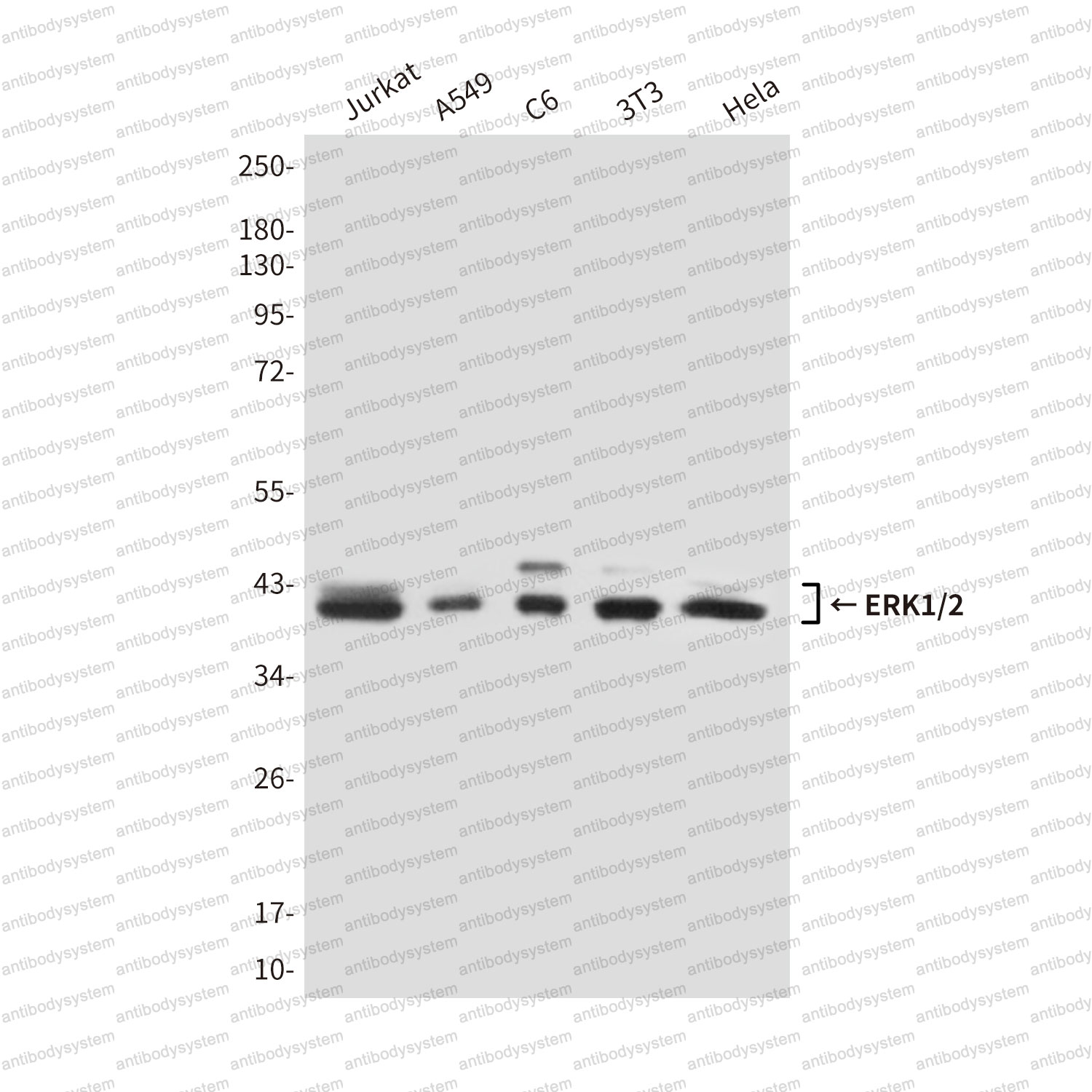 Anti-ERK1/2 Antibody (R3H33)