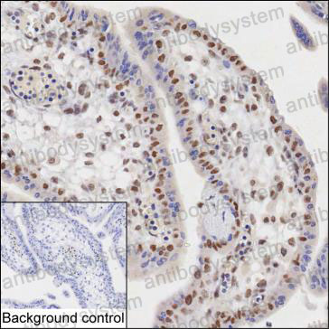 Anti-ARNT/HIF1-beta Antibody (R3H35)