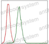 Anti-RPA1 Antibody (R3H36)