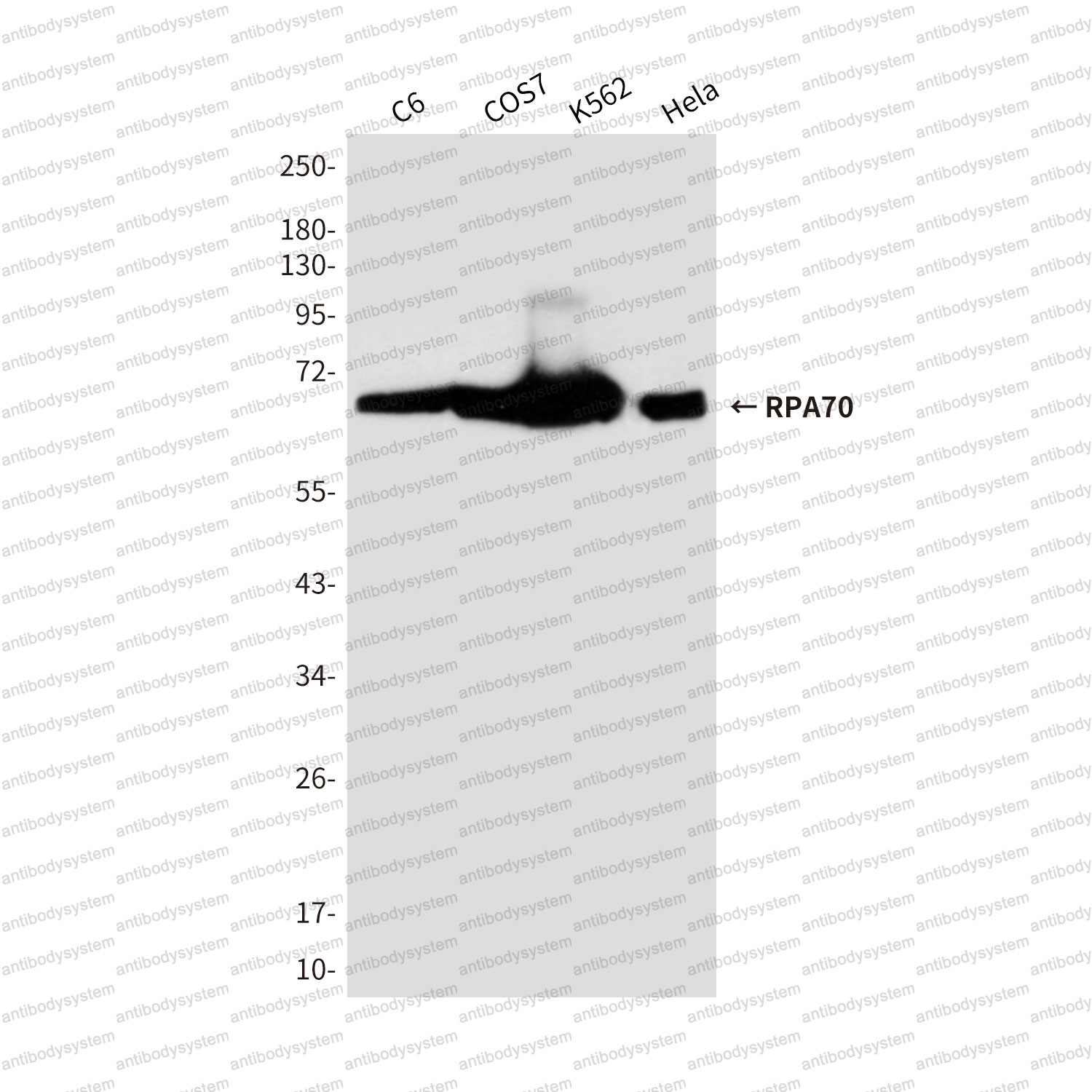 Anti-RPA1 Antibody (R3H37)