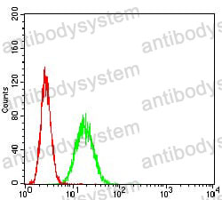 Anti-APEX1 Antibody (R3H38)