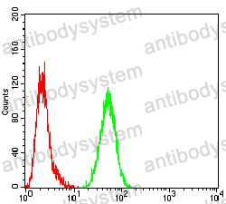Anti-Calreticulin/CALR Antibody (R3H42)