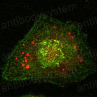 Anti-CANX Antibody (R3H43)