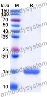 Anti-Human CFP/Properdin Nanobody (SAA1320)