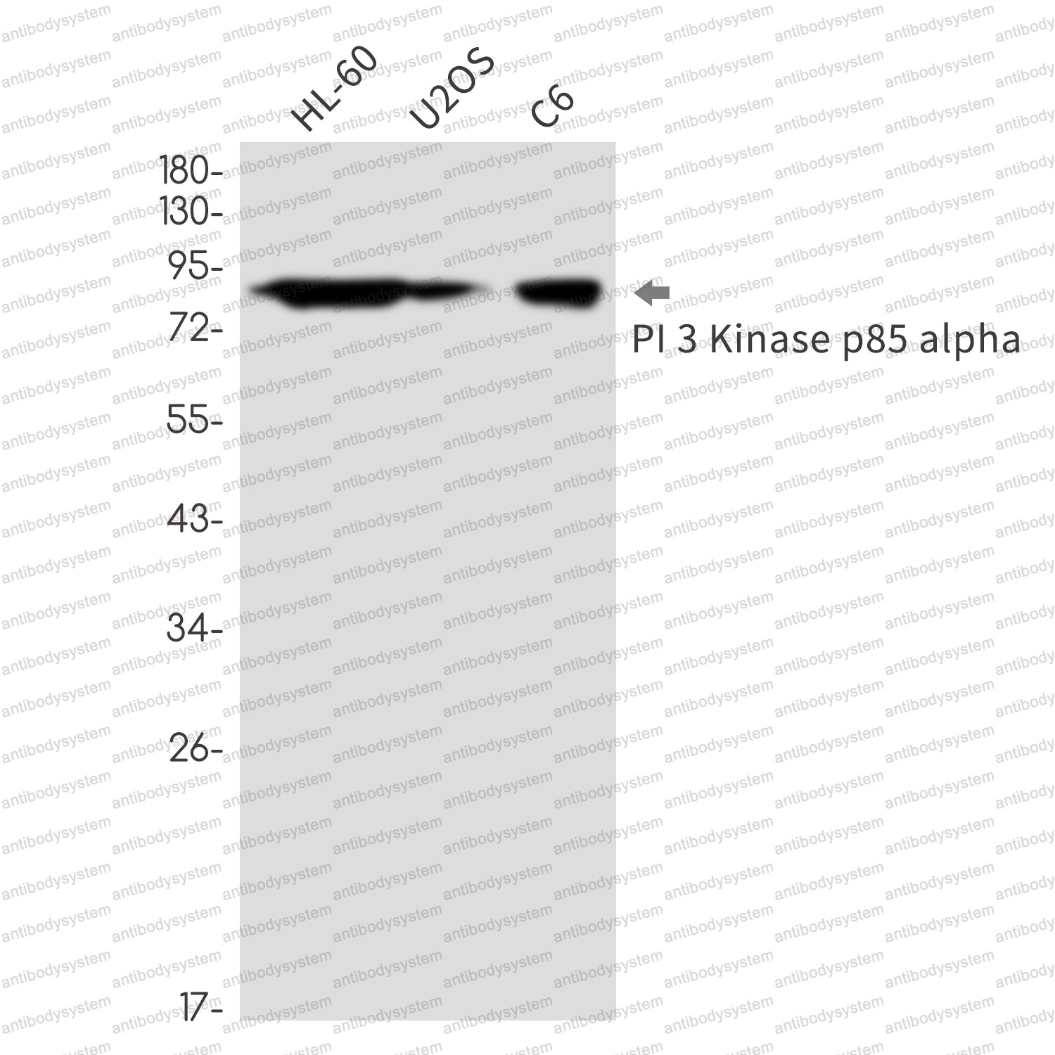Anti-PIK3R1/PI3-kinase p85-alpha Antibody (R1T40)