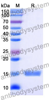 Anti-Human HTR2A Nanobody (SAA1362)