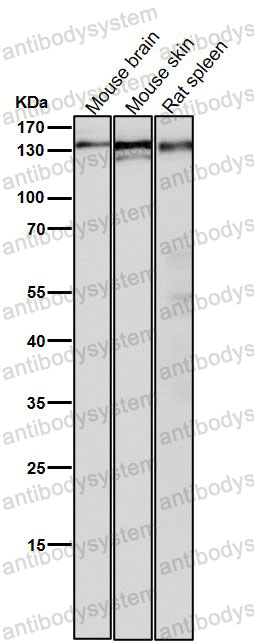Anti-POLD1 Antibody (R1T53)