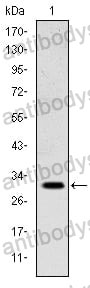 Anti-MSX1 Antibody (R3H51)