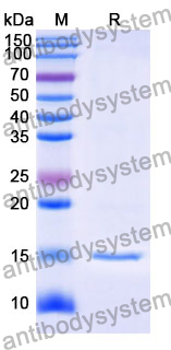 Anti-Human GABRB3 Nanobody (SAA1162)