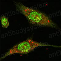 Anti-MAPK1/ERK2 Antibody (R3H54)
