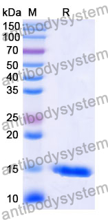 Anti-Human CD38/ADPRC 1 Nanobody (SAA1161)