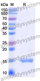 Anti-Human CD38/ADPRC 1 Nanobody (SAA0892)