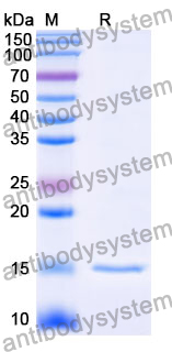 Anti-Human CD38/ADPRC 1 Nanobody (SAA0895)