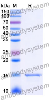 Anti-Human CD38/ADPRC 1 Nanobody (SAA1116)