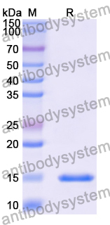 Anti-Human CD38/ADPRC 1 Nanobody (SAA2057)