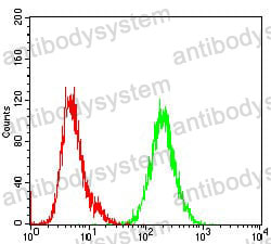Anti-SHC1 Antibody (R3H76)
