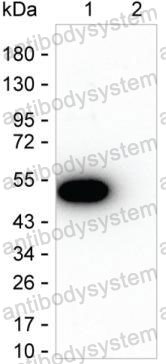 Anti-IL12A/IL-12 p35/NKSF1 Antibody (R3H77)