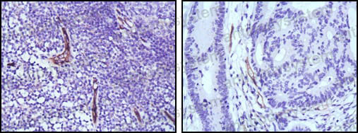 Anti-NOS3/eNOS Antibody (R3H79)