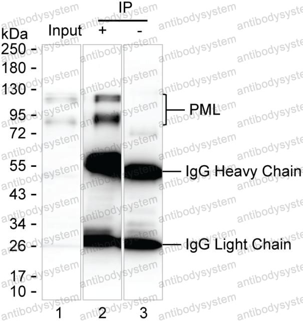 Anti-PML Antibody (R3H83)