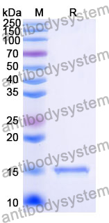 Anti-Human CD154/CD40LG/TNFSF5 Nanobody (SAA1196)