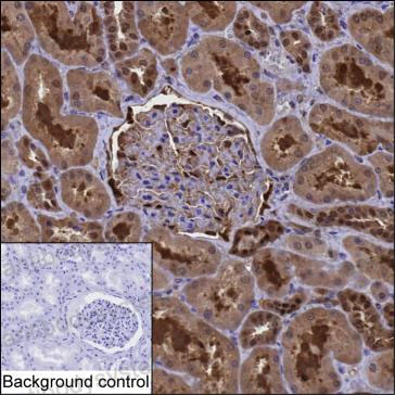 Anti-PRDX6 Antibody (R3H89)
